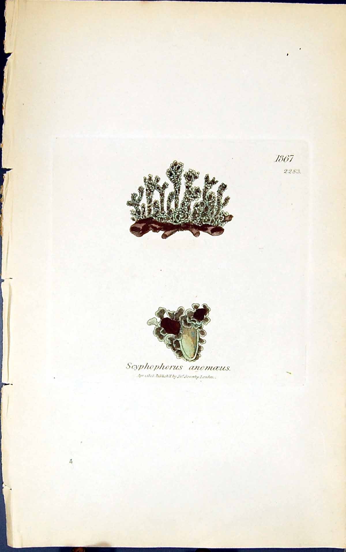 Old Print Scyphophorus Anomoeus 1847 British Plants Sowerby Smith Colour 19th