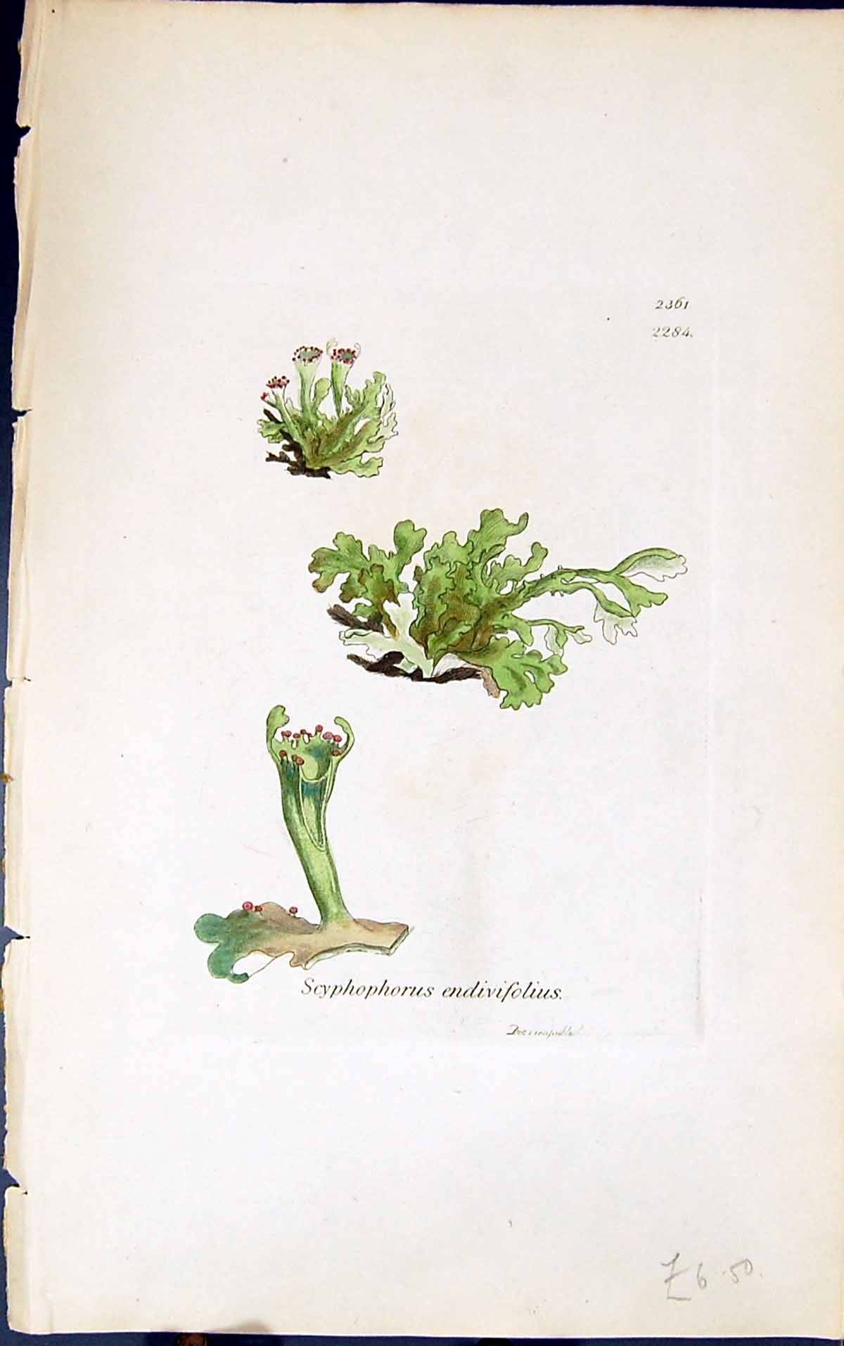 Antique Old Print Scyphophorus Endivifolius 1847 British Plants Sowerby Smith