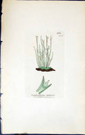Old Print Scyphophorus Radialus 1847 British Plants Sowerby Smith Colour 19th