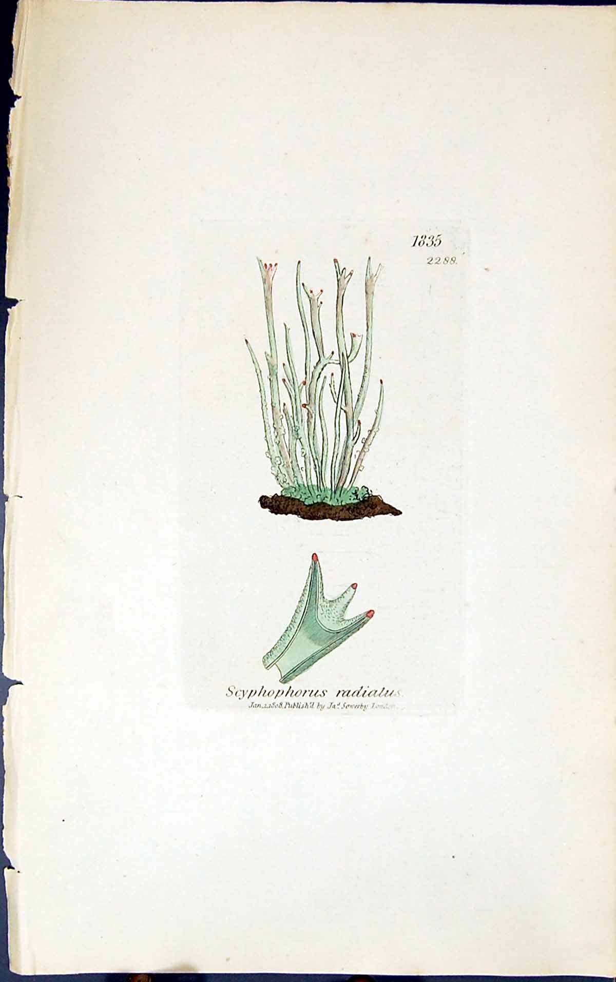 Old Print Scyphophorus Radialus 1847 British Plants Sowerby Smith Colour 19th