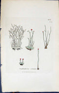 Old Print Scyphophorus Cornulus 1847 British Plants Sowerby Smith Colour 19th