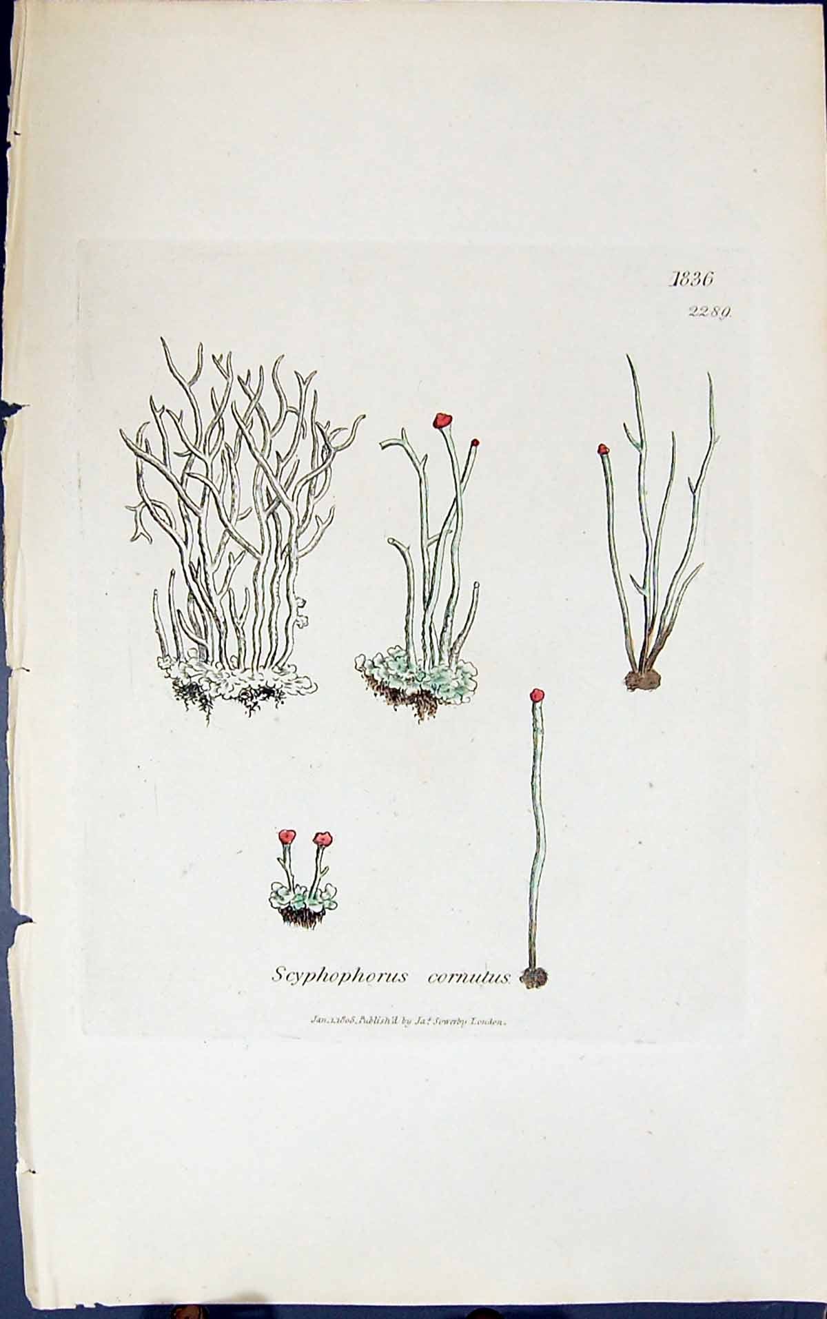 Old Print Scyphophorus Cornulus 1847 British Plants Sowerby Smith Colour 19th