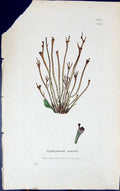 Old Print Scyphophorus Gracilis 1847 British Plants Sowerby Smith Colour 19th