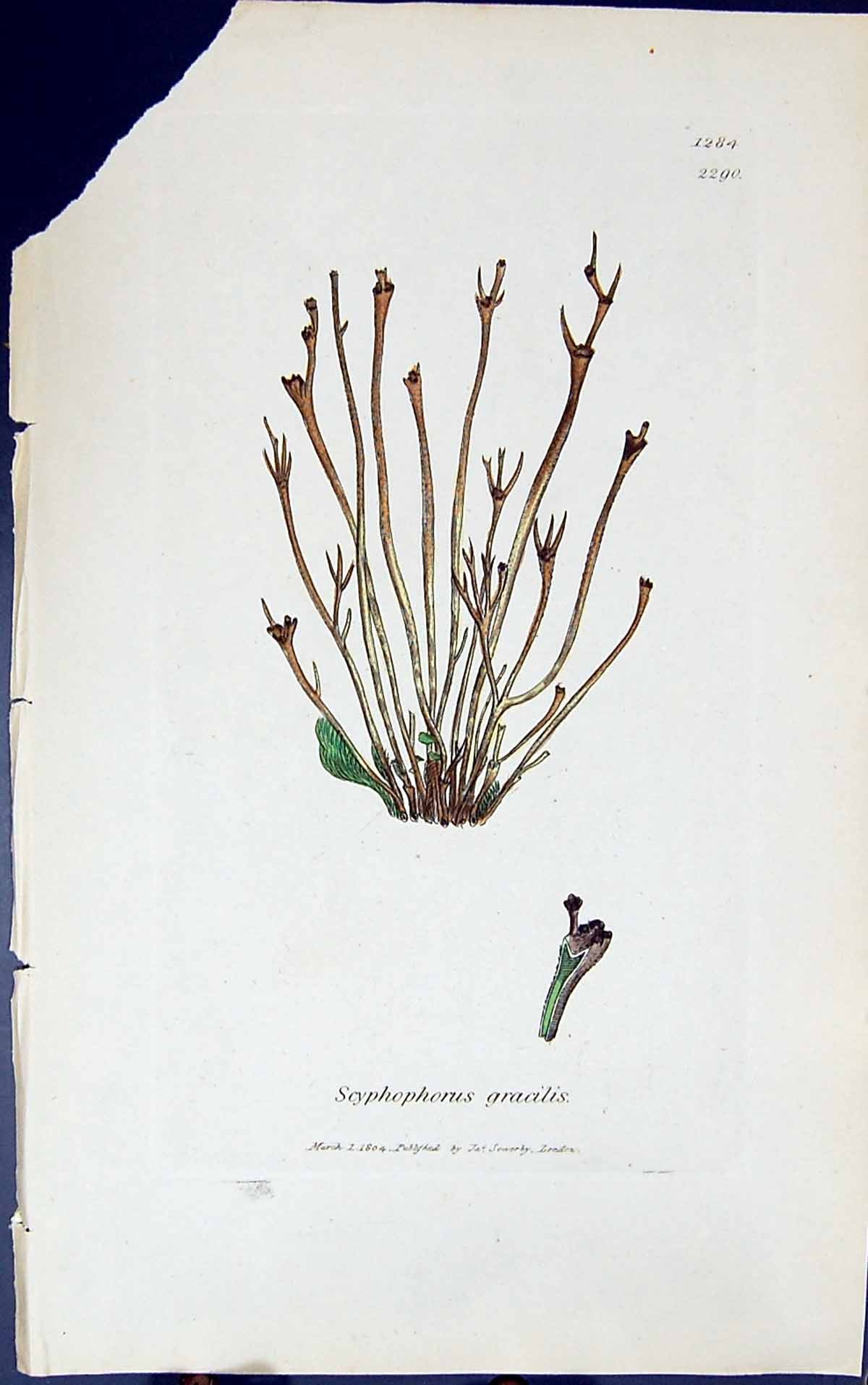 Old Print Scyphophorus Gracilis 1847 British Plants Sowerby Smith Colour 19th