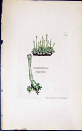 Antique Old Print Scyphophorus Filiformis 1847 British Plants Sowerby Smith