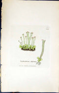Old Print Scyphophorus Deformis 1847 British Plants Sowerby Smith Colour 19th