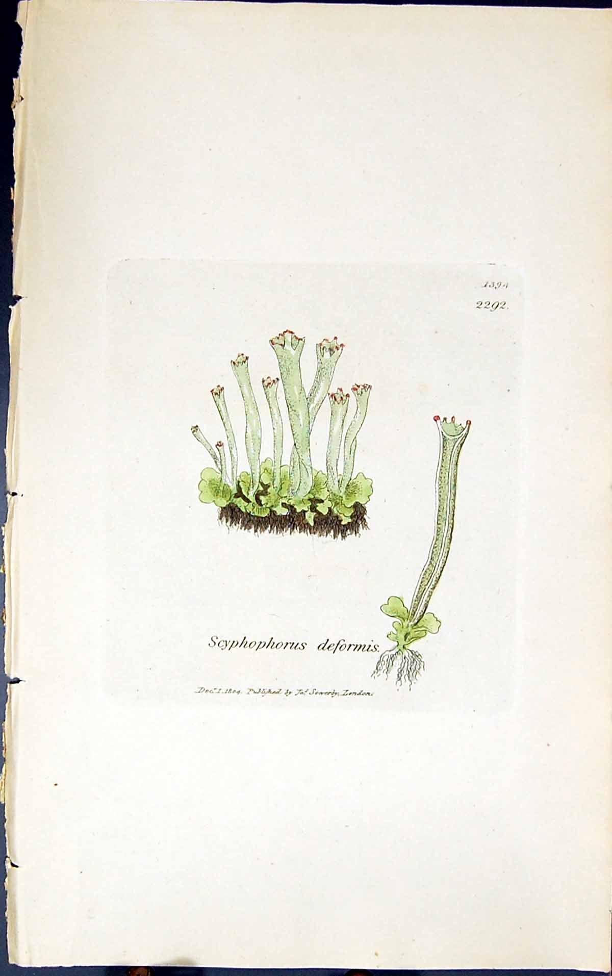 Old Print Scyphophorus Deformis 1847 British Plants Sowerby Smith Colour 19th