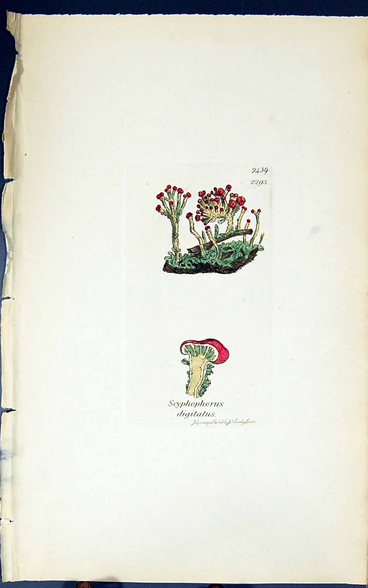 Antique Old Print Scyphophorus Digitalus 1847 British Plants Sowerby Smith 19th