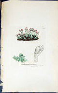 Antique Old Print Scyphophorus Cocciferus 1847 British Plants Sowerby Smith