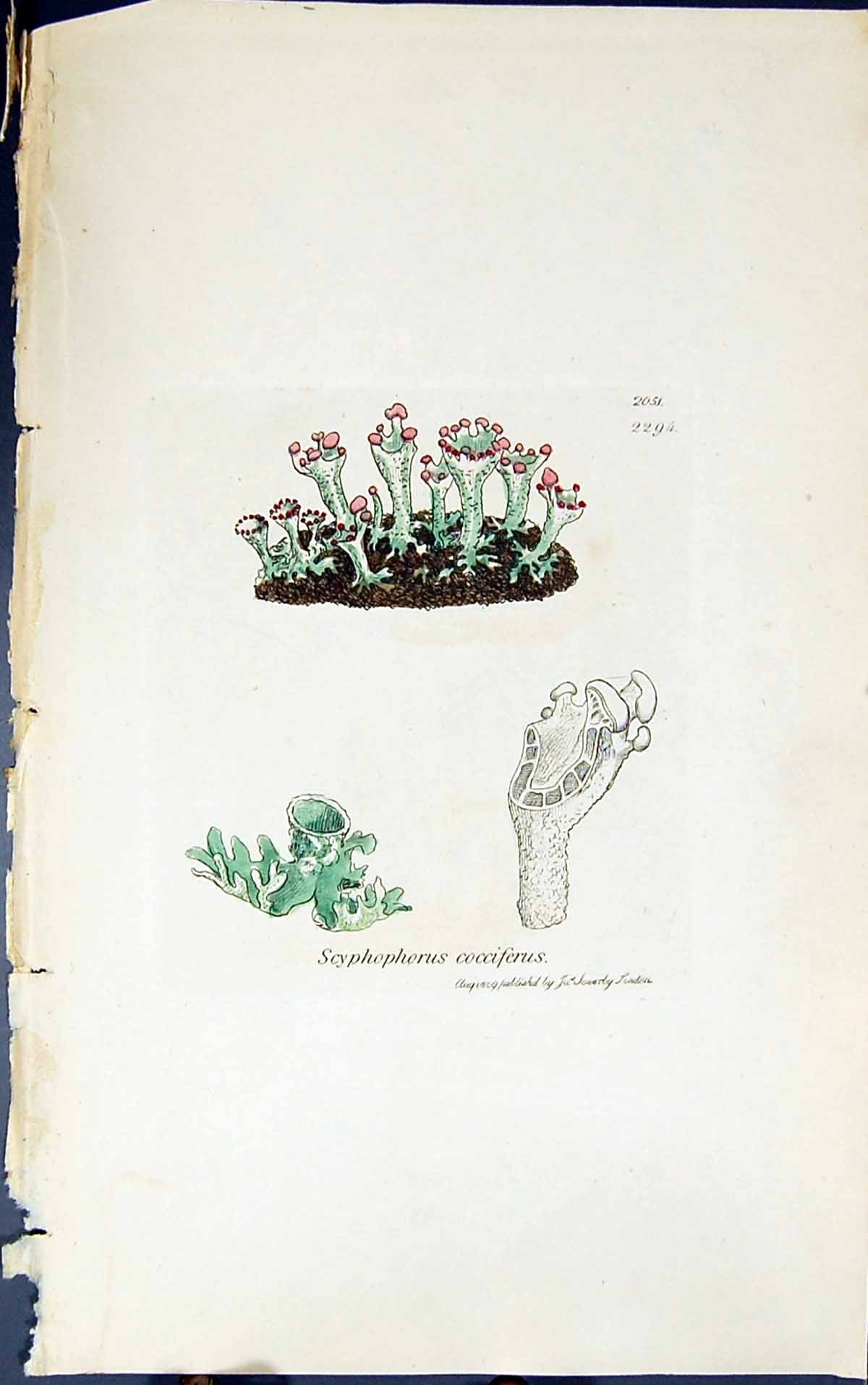 Antique Old Print Scyphophorus Cocciferus 1847 British Plants Sowerby Smith
