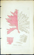 Antique Old Print Delesseria Sinuosa 1847 British Plants Sowerby Smith Colour