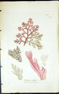 Antique Old Print Delesseria Alata 1847 British Plants Sowerby Smith Colour