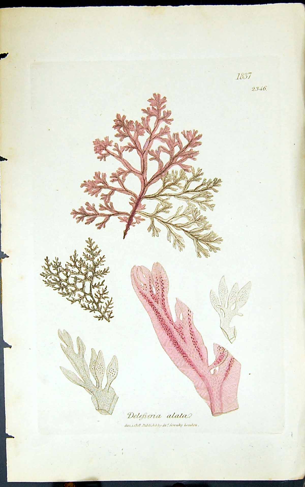 Antique Old Print Delesseria Alata 1847 British Plants Sowerby Smith Colour