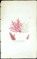 Antique Old Print Delesseria Hypoglossume 1847 British Plants Sowerby Smith