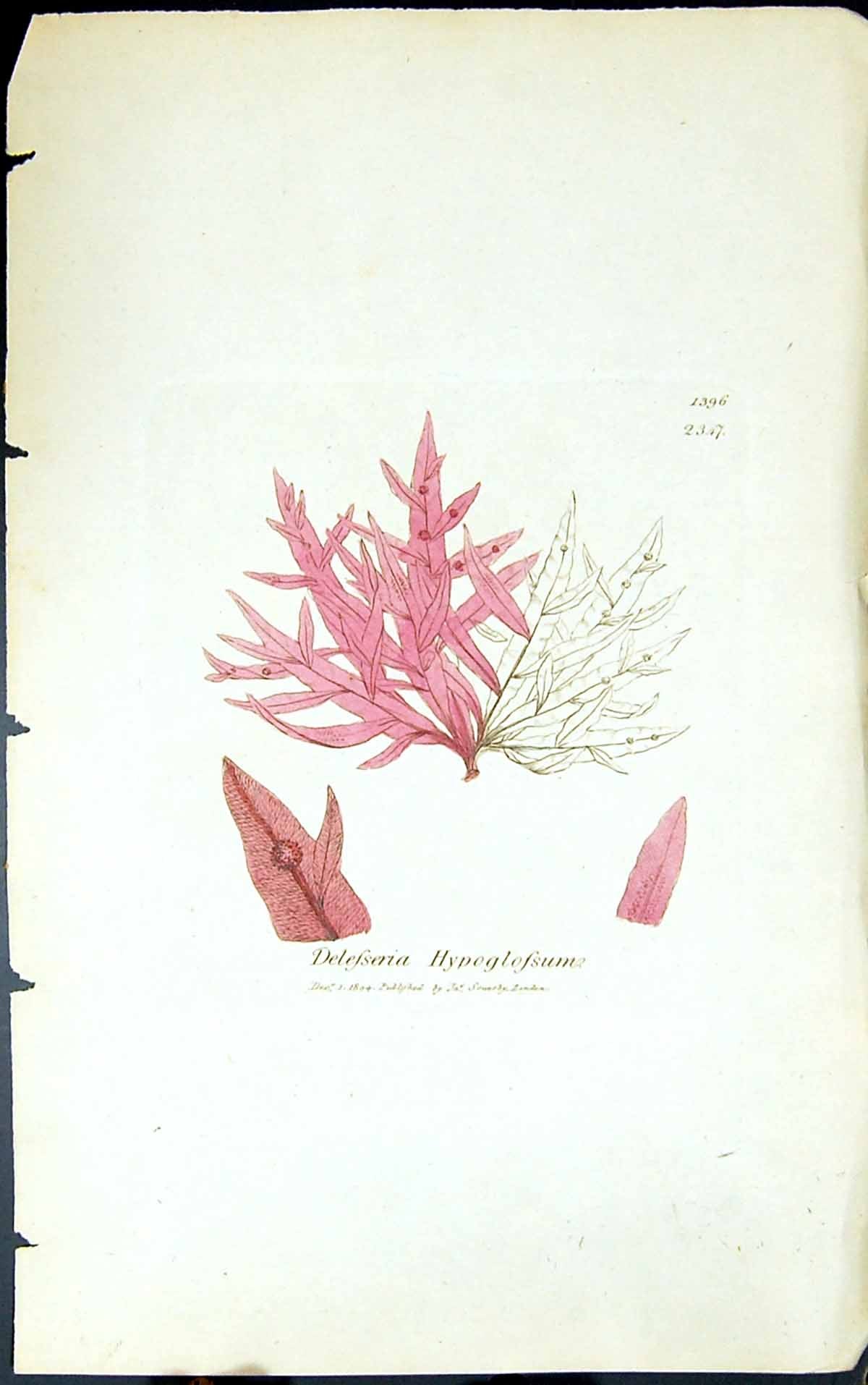 Antique Old Print Delesseria Hypoglossume 1847 British Plants Sowerby Smith