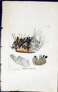 Antique Old Print Peltidea Russecens 1847 British Plants Sowerby Smith Colour