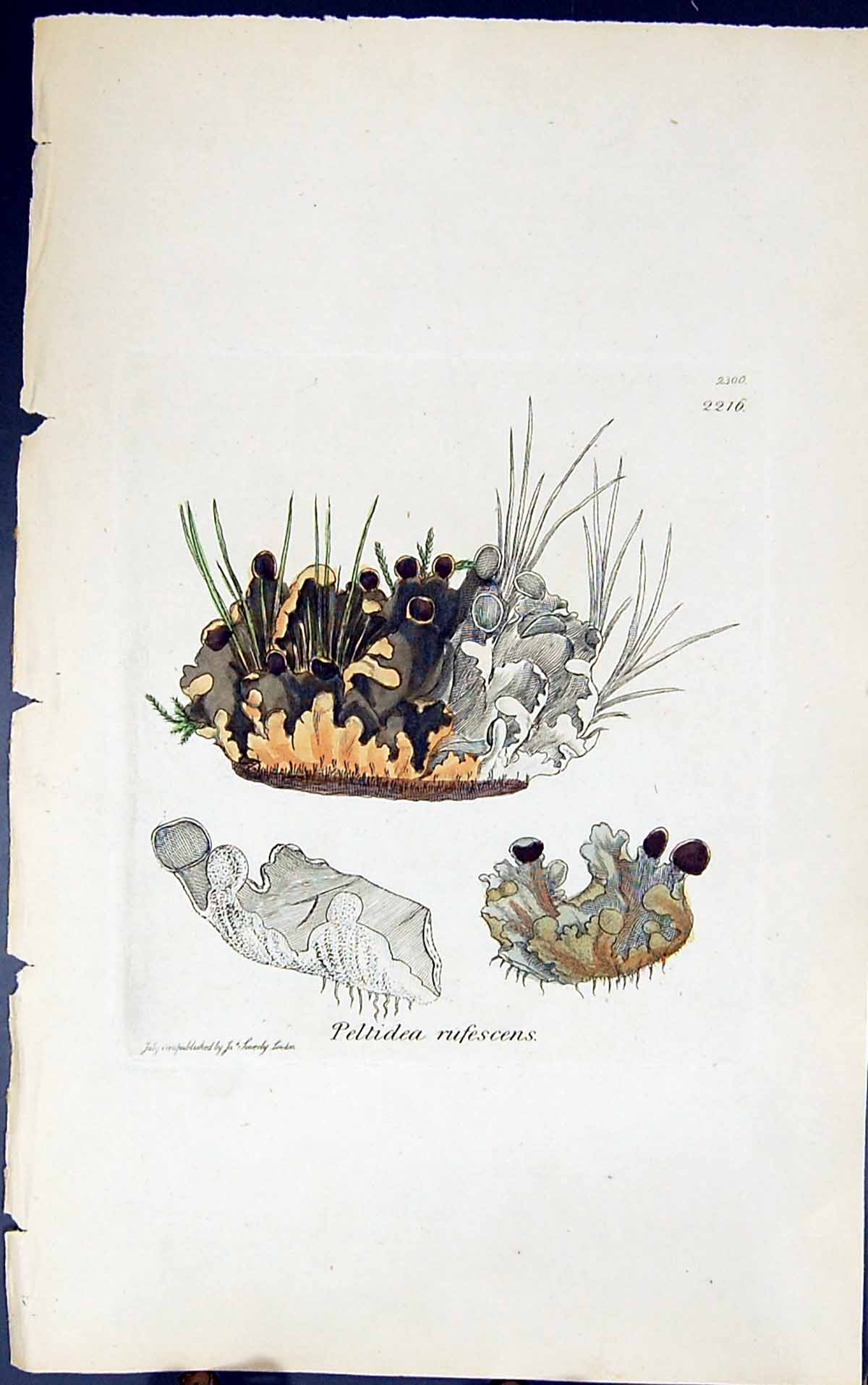 Antique Old Print Peltidea Russecens 1847 British Plants Sowerby Smith Colour