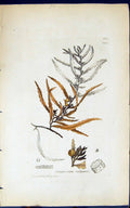 Antique Old Print Sargassum Vulgare 1847 British Plants Sowerby Smith Colour