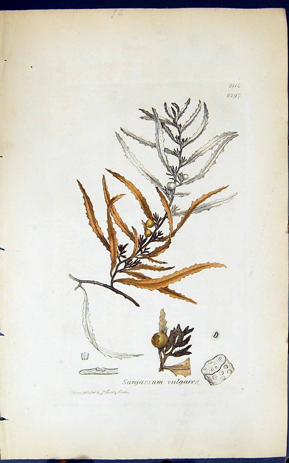 Antique Old Print Sargassum Vulgare 1847 British Plants Sowerby Smith Colour