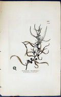 Antique Print Sargassum Bacciferum 1847 British Plants Sowerby Smith Colour