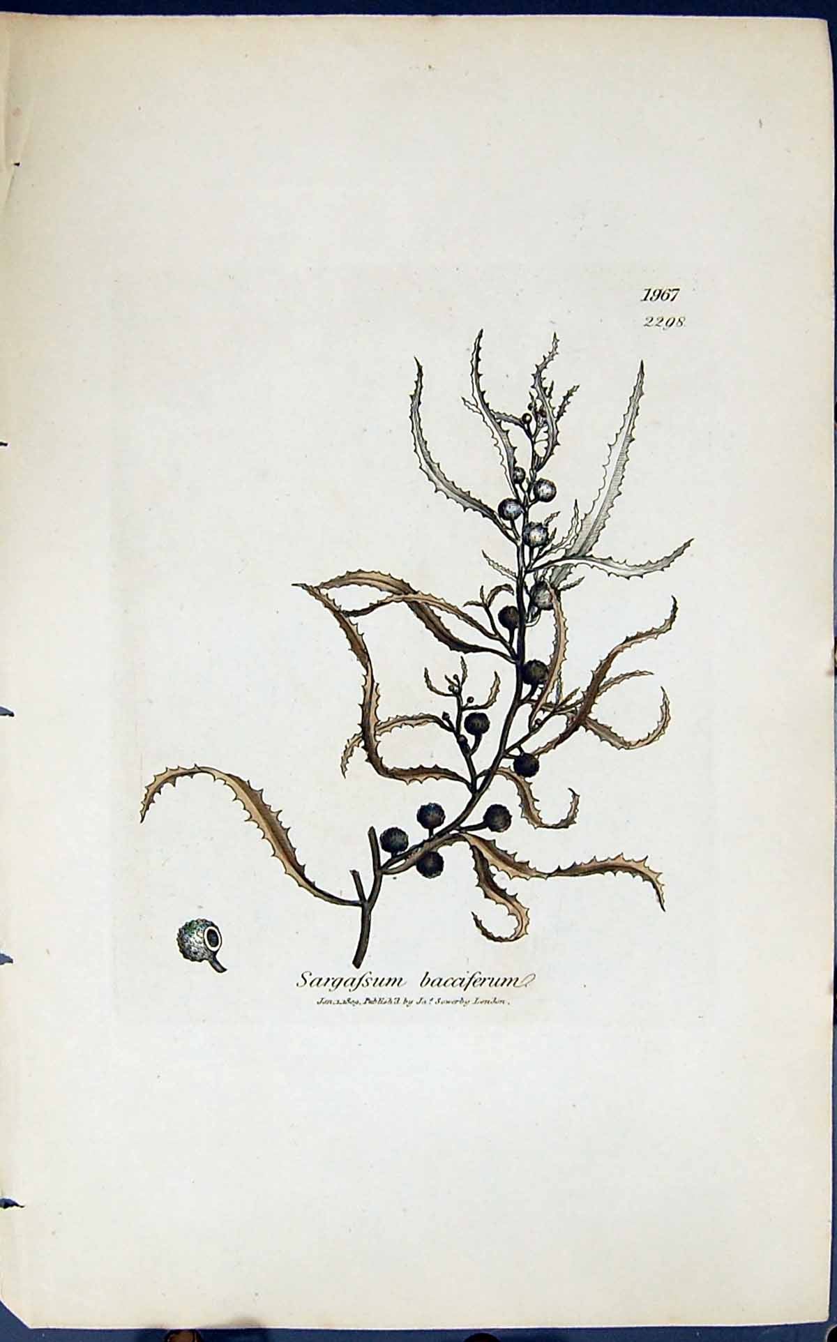 Antique Print Sargassum Bacciferum 1847 British Plants Sowerby Smith Colour