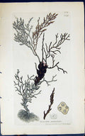 Antique Print Cystoseira Granulata 1847 British Plants Sowerby Smith Colour