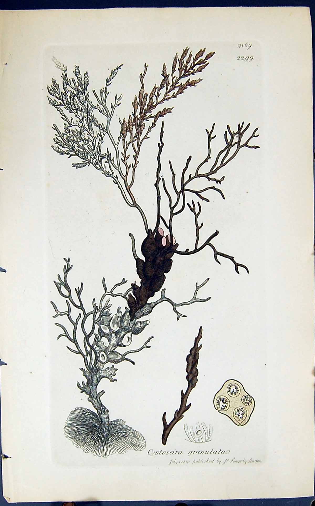 Antique Print Cystoseira Granulata 1847 British Plants Sowerby Smith Colour