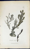 Antique Print Cystoseira Ericoides 1847 British Plants Sowerby Smith Colour