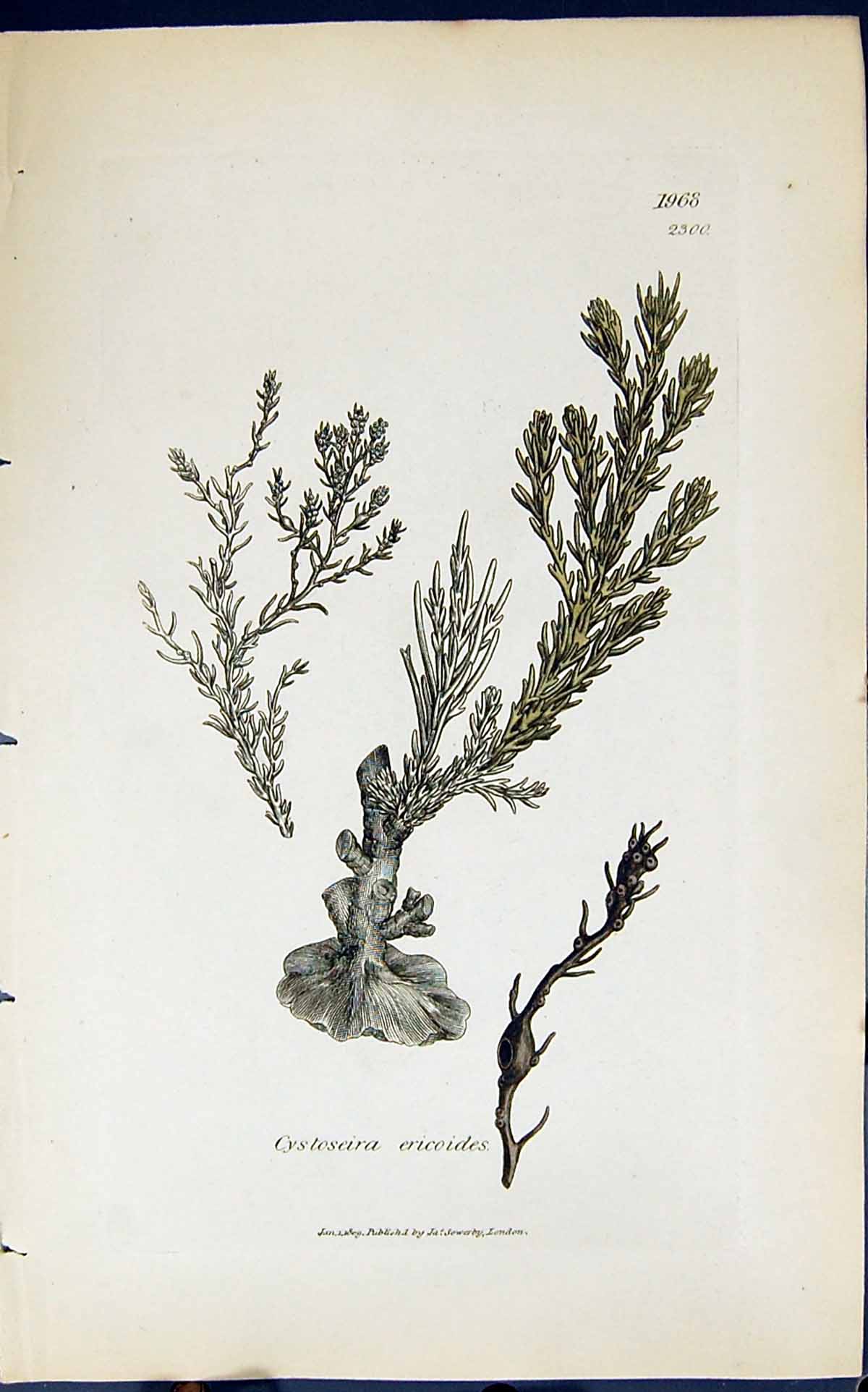 Antique Print Cystoseira Ericoides 1847 British Plants Sowerby Smith Colour