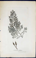 Antique Old Print Cystoseira Barbata 1847 British Plants Sowerby Smith Colour