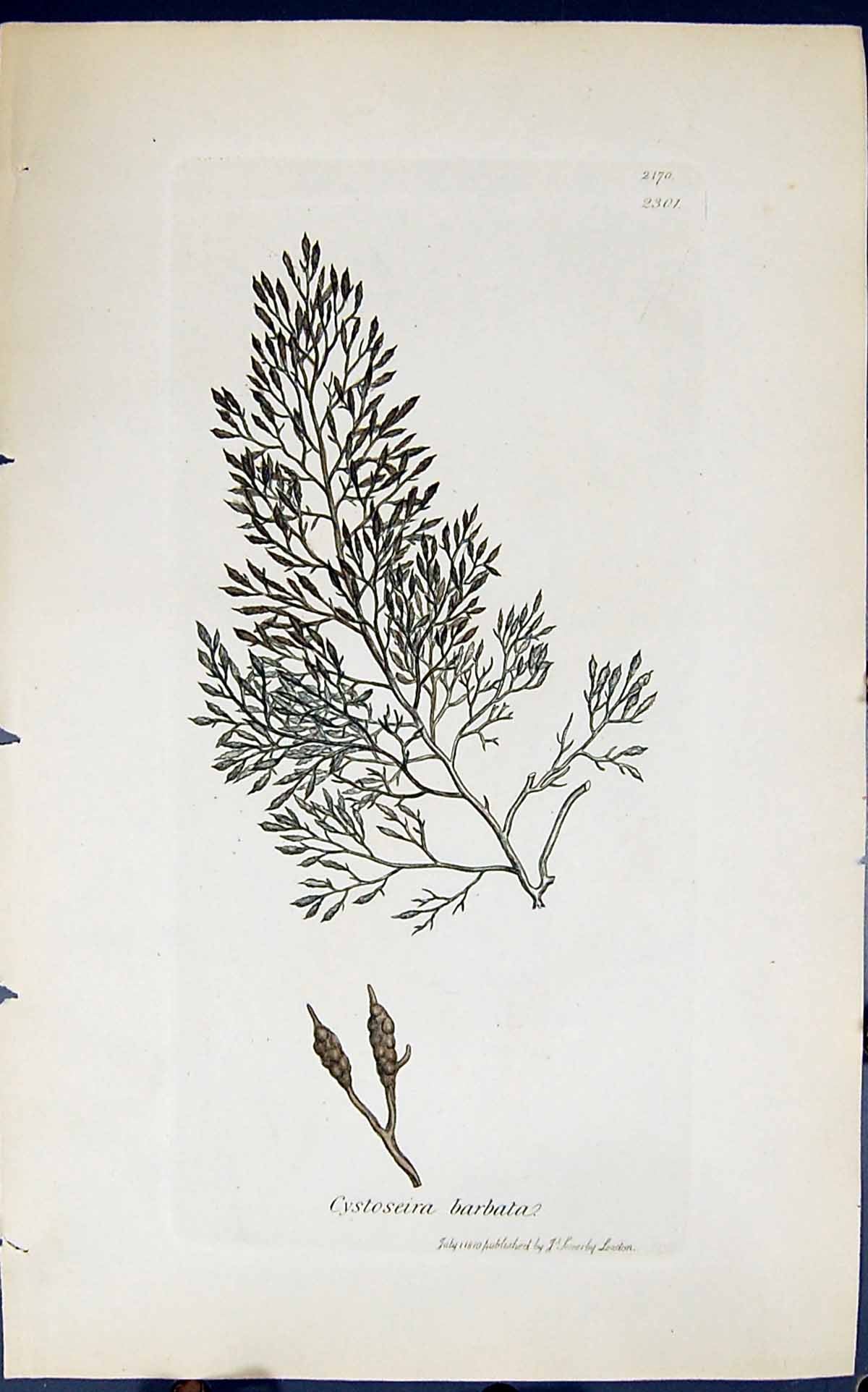 Antique Old Print Cystoseira Barbata 1847 British Plants Sowerby Smith Colour