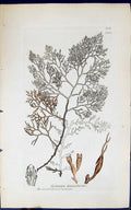 Antique Old Print Cystoseira Foeniculacea 1847 British Plants Sowerby Smith