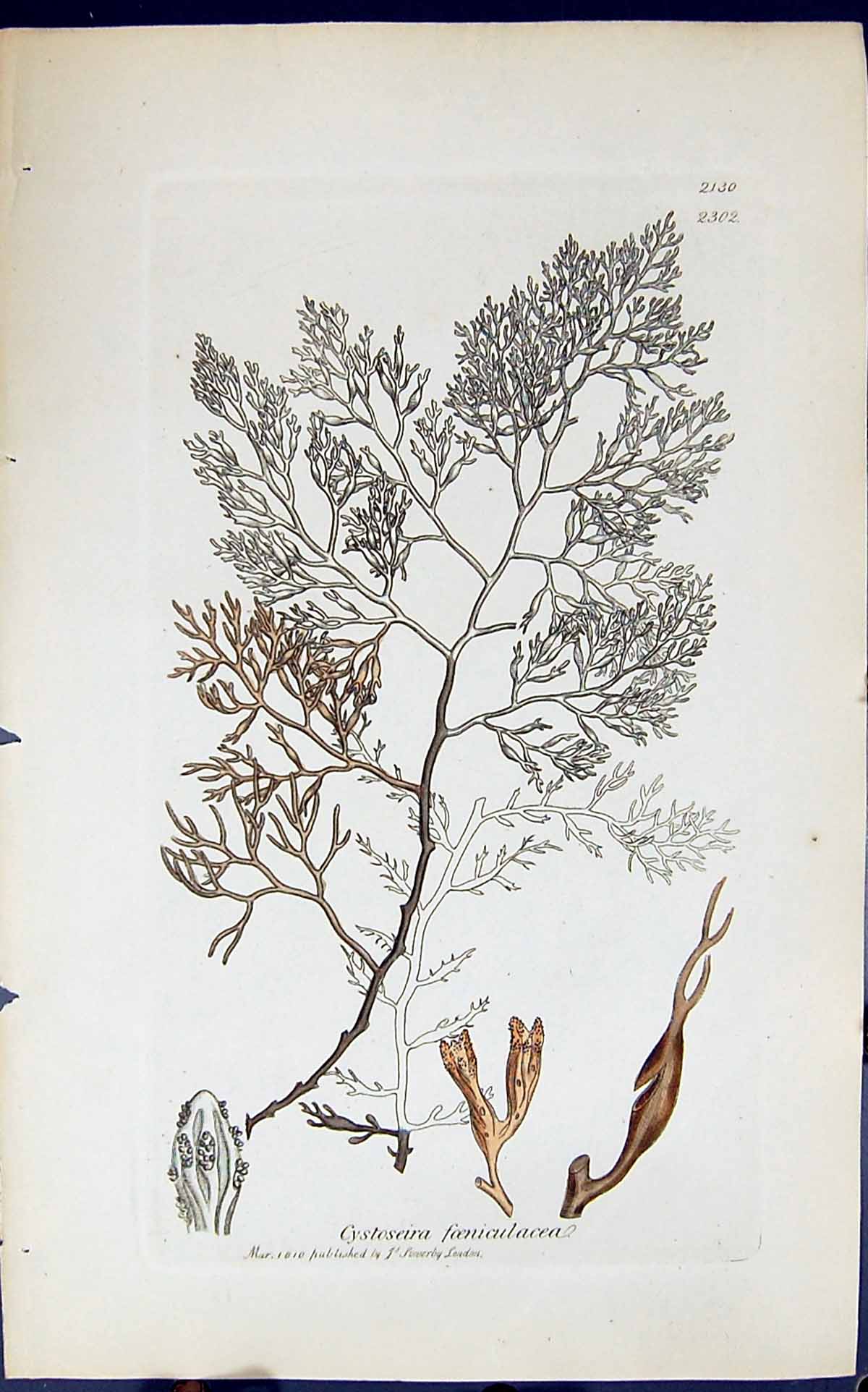 Antique Old Print Cystoseira Foeniculacea 1847 British Plants Sowerby Smith