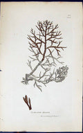 Antique Old Print Cystoseira Discors 1847 British Plants Sowerby Smith Colour