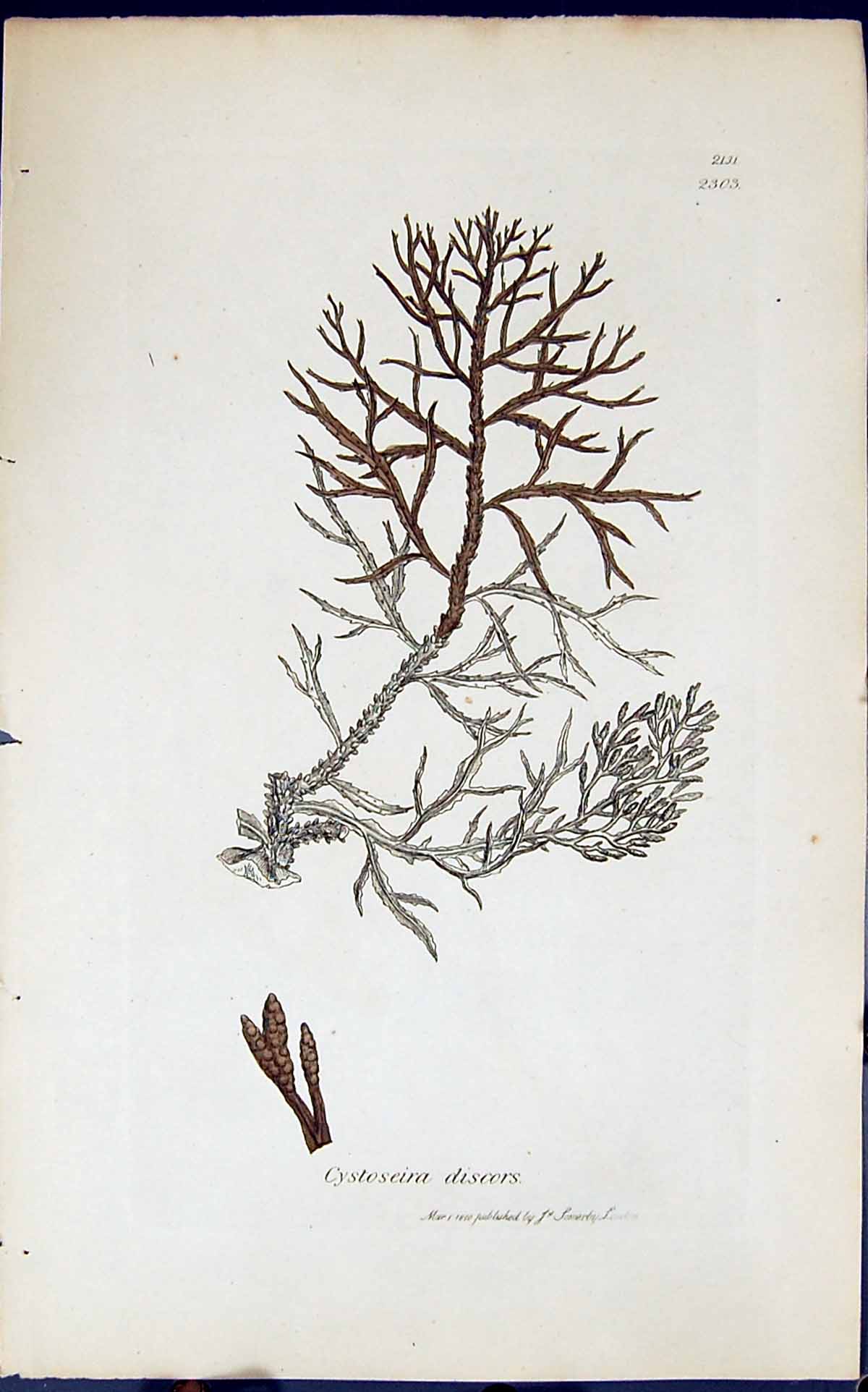 Antique Old Print Cystoseira Discors 1847 British Plants Sowerby Smith Colour