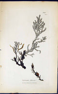Antique Old Print Cystoseira Fibrosa 1847 British Plants Sowerby Smith Colour