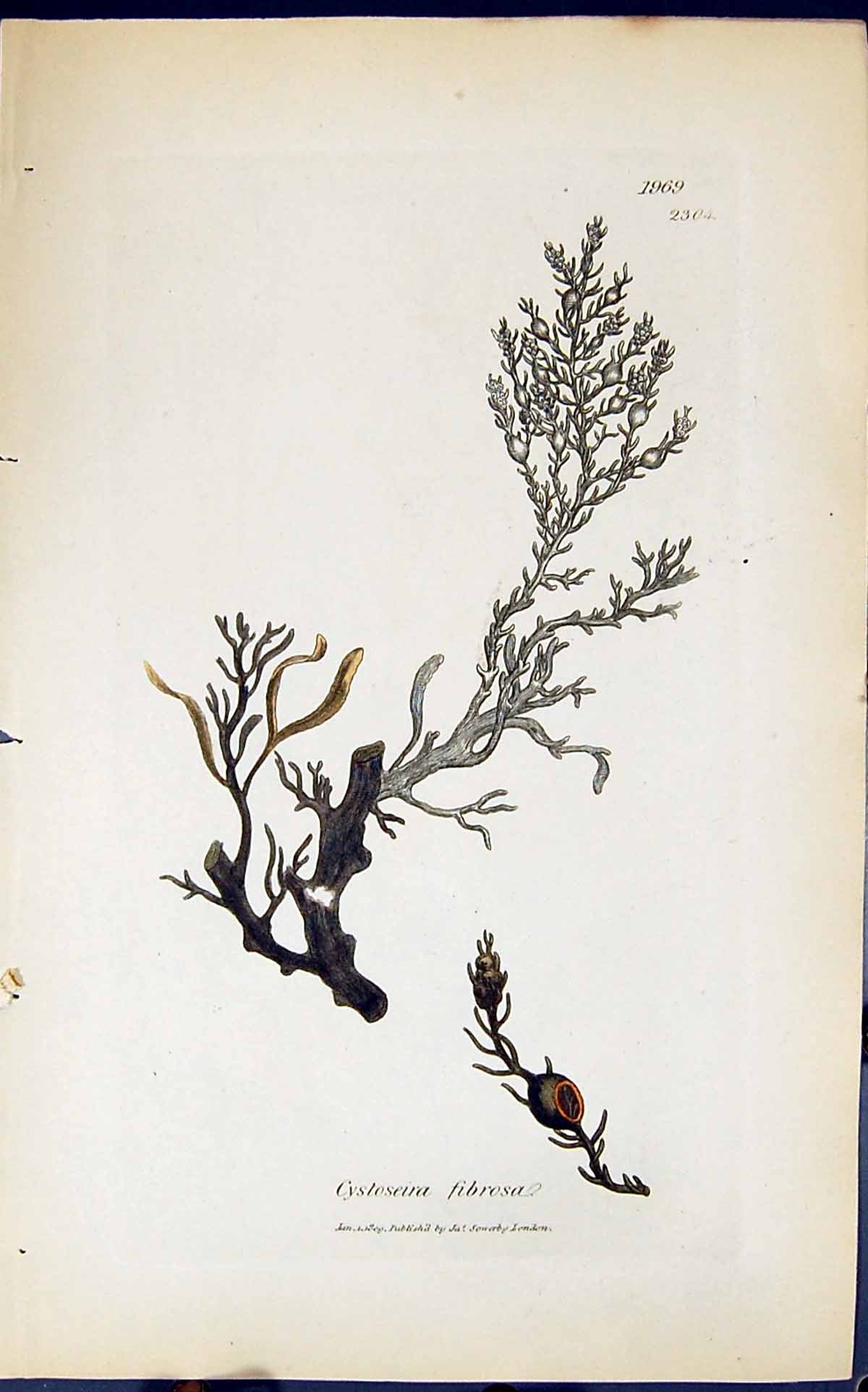 Antique Old Print Cystoseira Fibrosa 1847 British Plants Sowerby Smith Colour