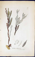 Antique Old Print Halidrys Siliquosa 1847 British Plants Sowerby Smith Colour