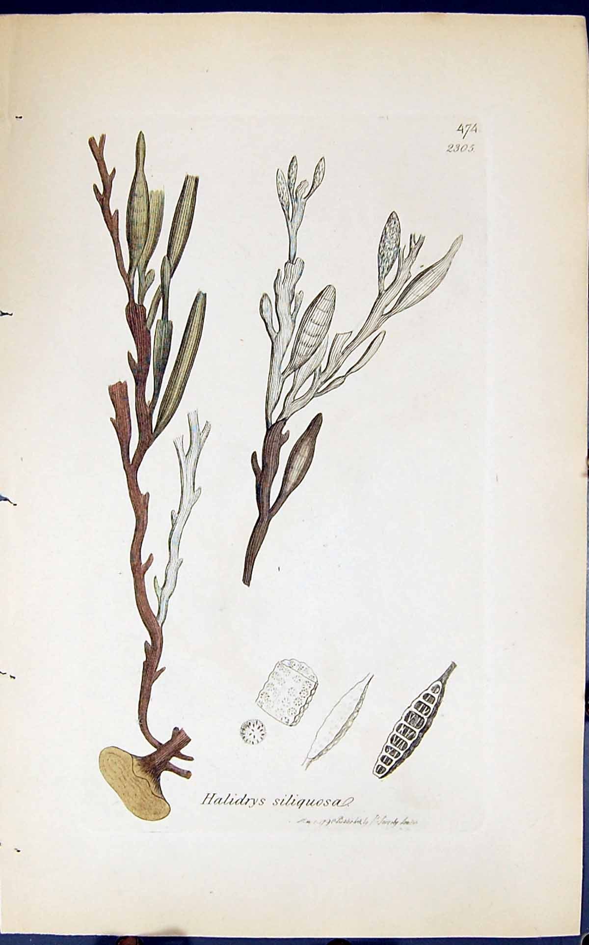 Antique Old Print Halidrys Siliquosa 1847 British Plants Sowerby Smith Colour