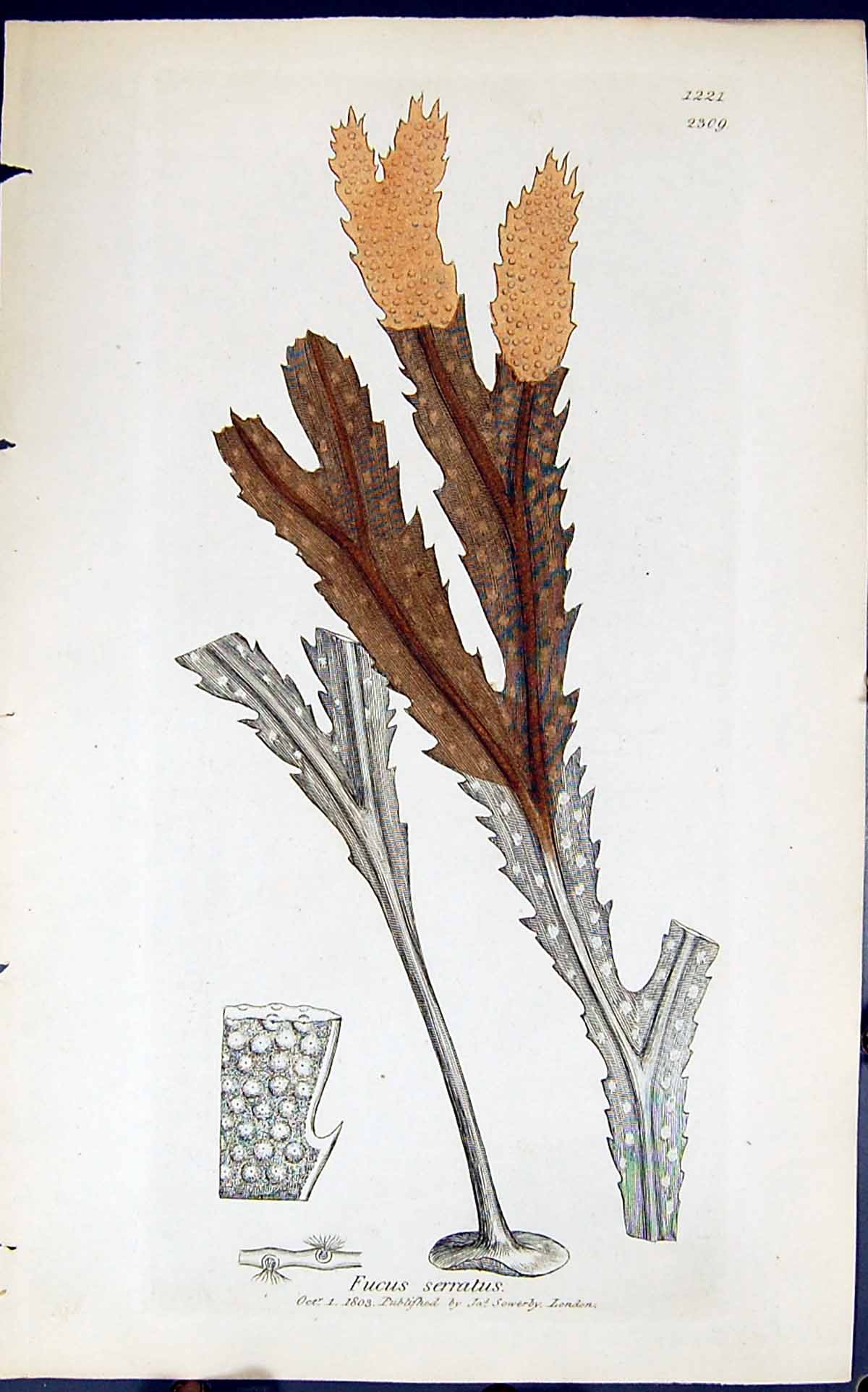 Old Antique Print Fucus Serratus 1847 British Plants Sowerby Smith Colour 19th