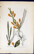 Old Antique Print Fucus Nodosus 1847 British Plants Sowerby Smith Colour 19th