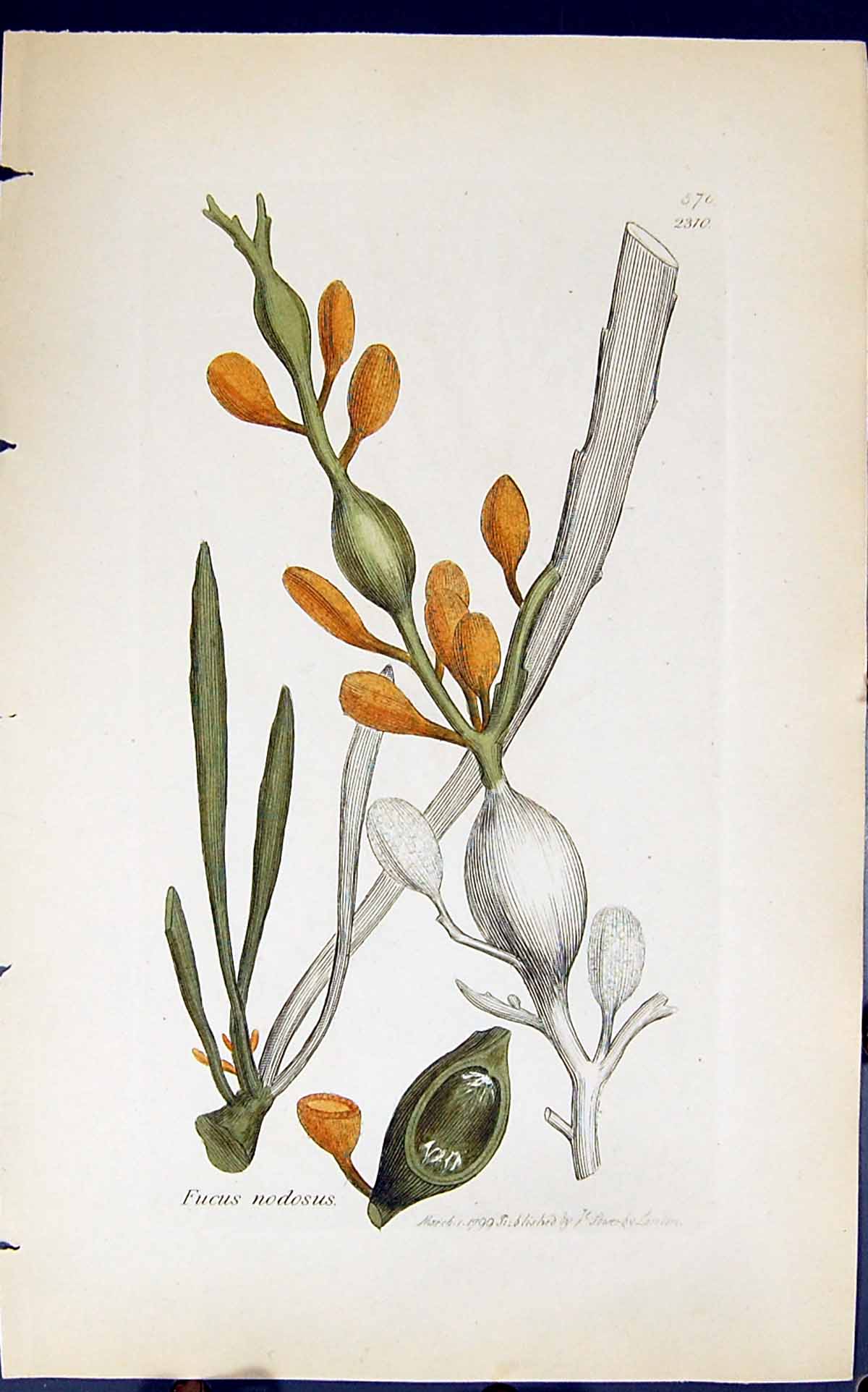 Old Antique Print Fucus Nodosus 1847 British Plants Sowerby Smith Colour 19th