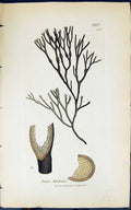 Old Antique Print Fucus Mackaii 1847 British Plants Sowerby Smith Colour 19th