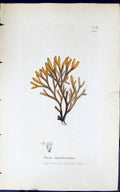Antique Print Fucus Canaliculatus 1847 British Plants Sowerby Smith Colour 19th