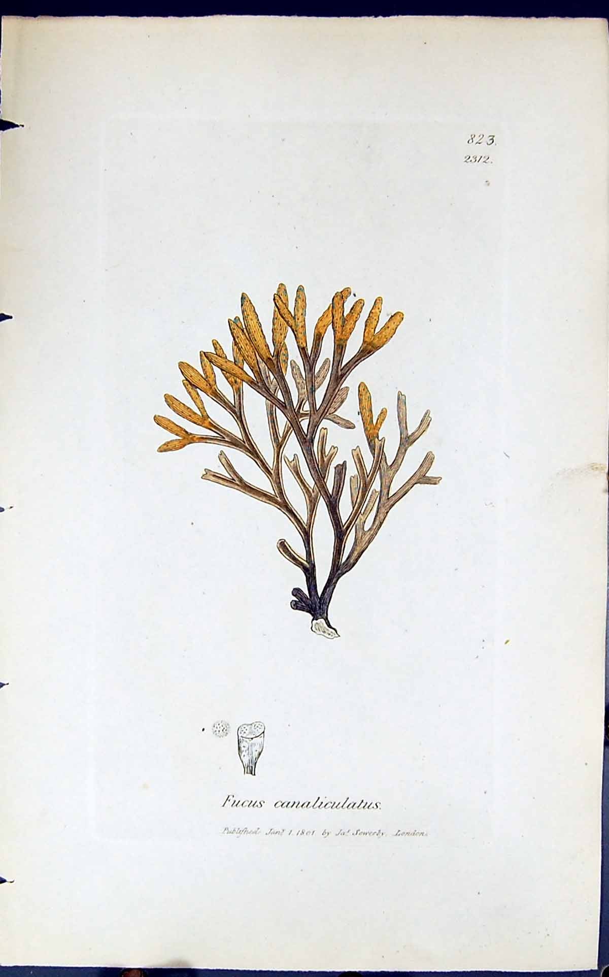 Antique Print Fucus Canaliculatus 1847 British Plants Sowerby Smith Colour 19th
