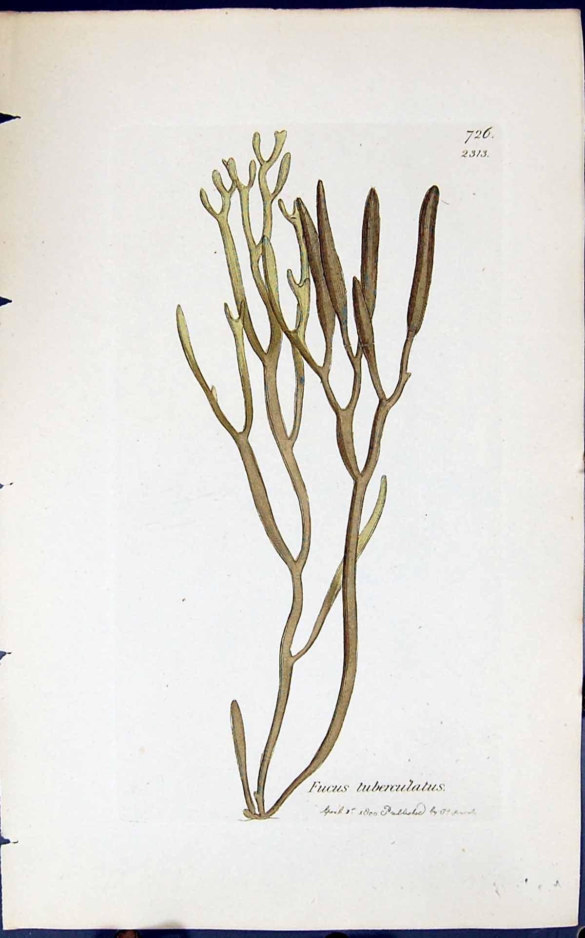 Antique Old Print Fucus Tuberculatus 1847 British Plants Sowerby Smith Colour