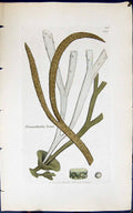 Antique Old Print Himanthalia Lorea 1847 British Plants Sowerby Smith Colour