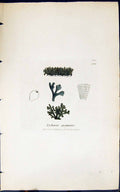 Antique Old Print Lychnia Pygmoea 1847 British Plants Sowerby Smith Colour 19th
