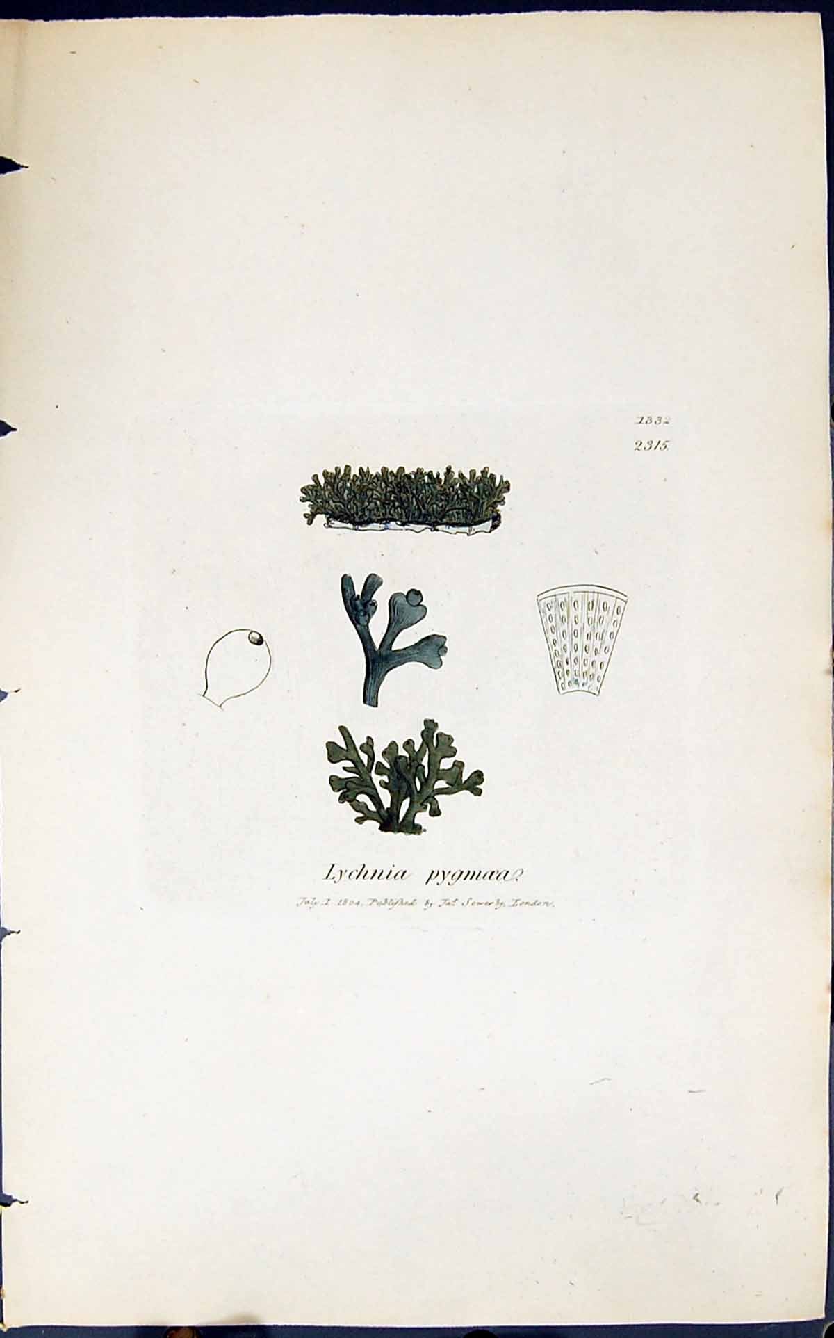 Antique Old Print Lychnia Pygmoea 1847 British Plants Sowerby Smith Colour 19th