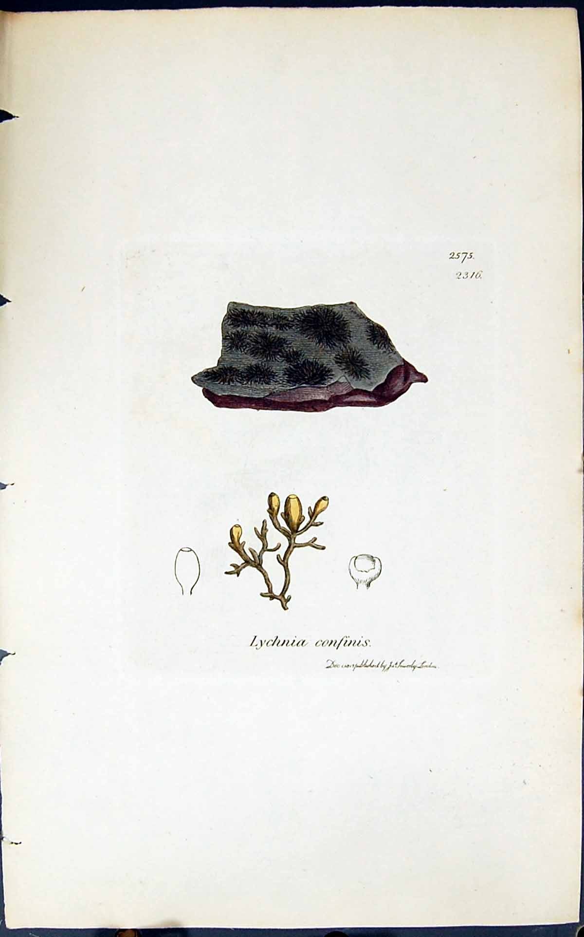 Antique Old Print Lychnia Confinis 1847 British Plants Sowerby Smith Colour